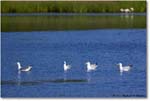 HerringGulls_ChincoNWR_2023Jun_R5B10226 copy