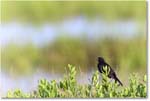 RedwingBlackbird_Assateague_2023Jun_R5B10697 copy