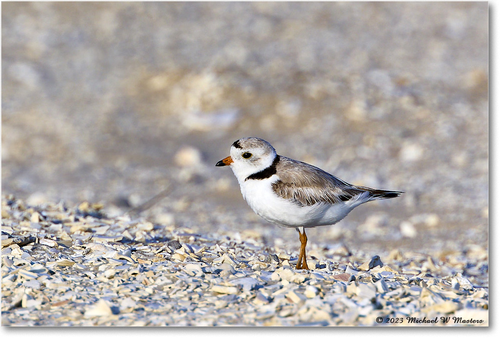 PipingPlover_Assateague_2023Jun_R5B10758 copy