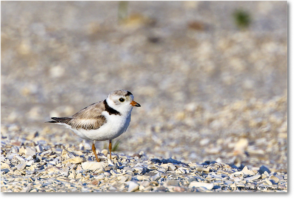 PipingPlover_Assateague_2023Jun_R5B10762 copy