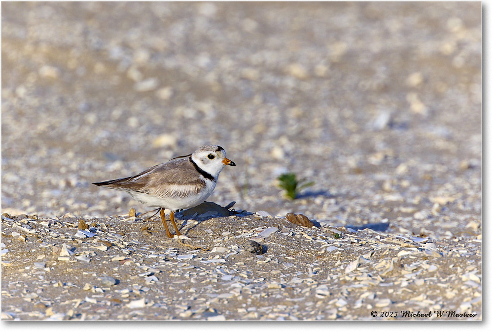 PipingPlover_Assateague_2023Jun_R5B10812 copy