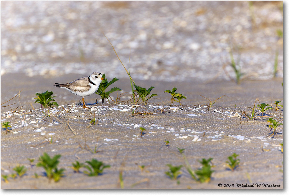 PipingPlover_Assateague_2023Jun_R5B10820 copy