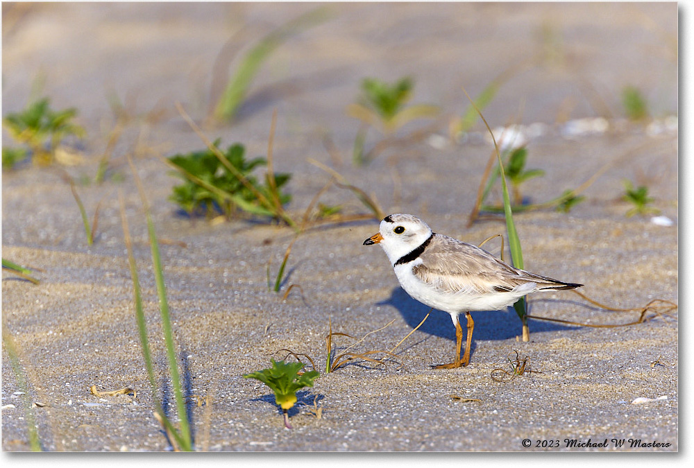 PipingPlover_Assateague_2023Jun_R5B10868 copy