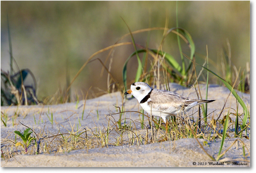 PipingPlover_Assateague_2023Jun_R5B10881 copy