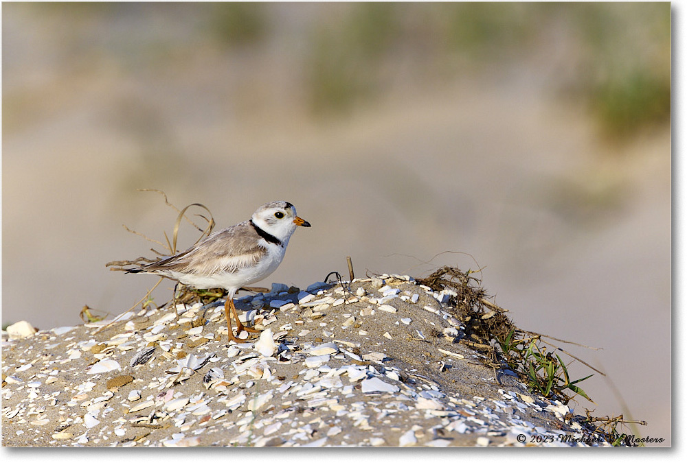 PipingPlover_Assateague_2023Jun_R5B10939 copy