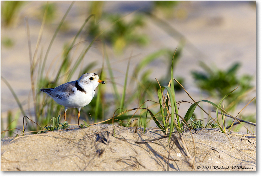 PipingPlover_Assateague_2023Jun_R5B10950 copy