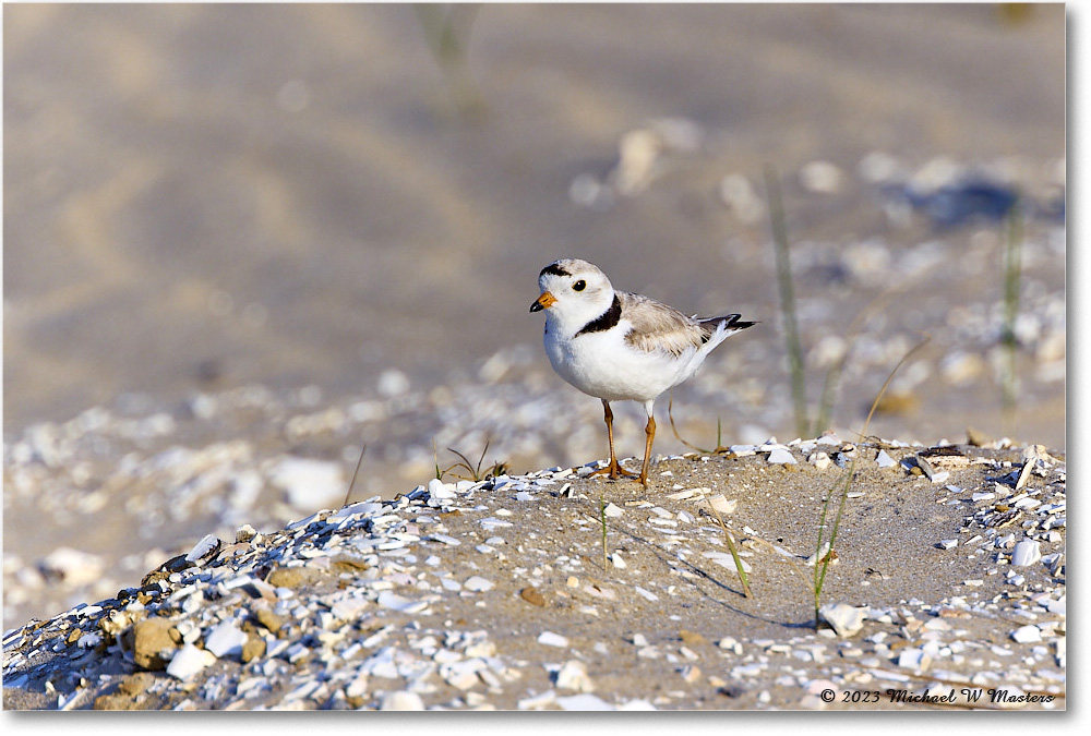 PipingPlover_Assateague_2023Jun_R5B10971 copy