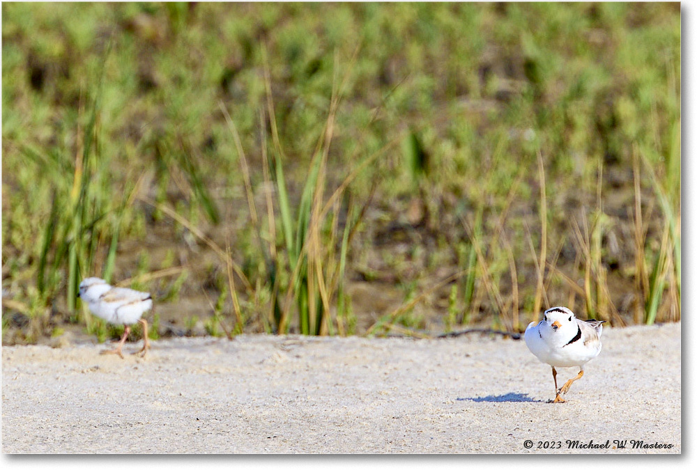 PipingPlover_Assateague_2023Jun_R5B11031 copy