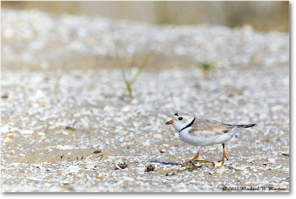 PipingPlover_Assateague_2023Jun_R5B11048 copy