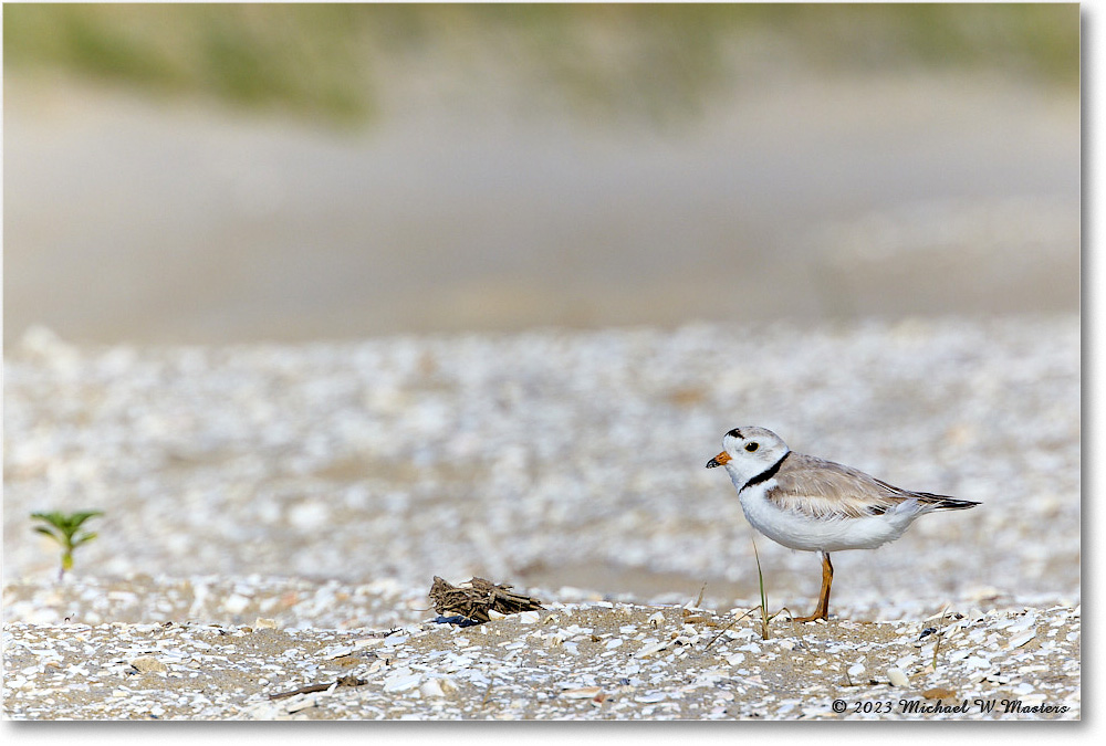 PipingPlover_Assateague_2023Jun_R5B11082 copy