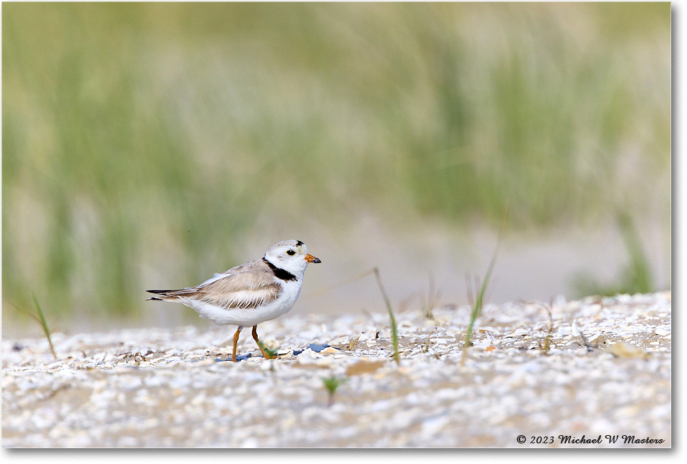 PipingPlover_Assateague_2023Jun_R5B11157 copy