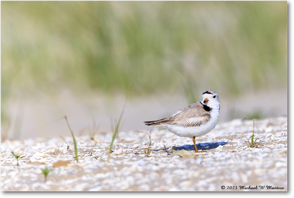 PipingPlover_Assateague_2023Jun_R5B11178 copy