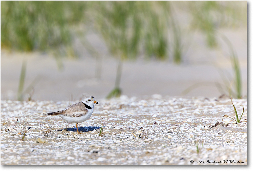 PipingPlover_Assateague_2023Jun_R5B11186 copy