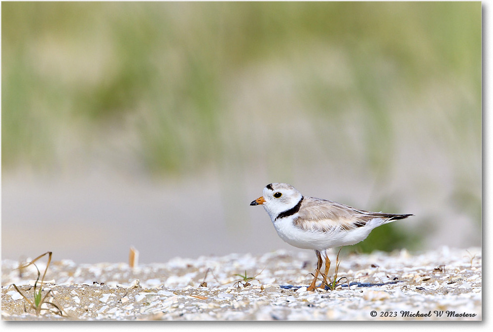 PipingPlover_Assateague_2023Jun_R5B11199 copy