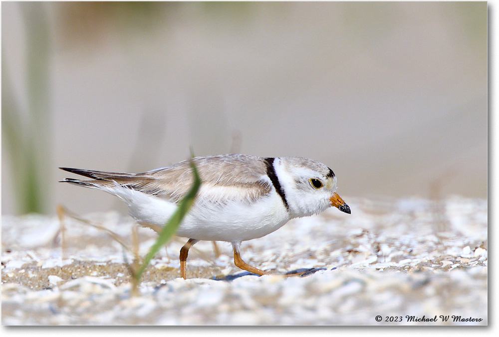 PipingPlover_Assateague_2023Jun_R5B11229 copy