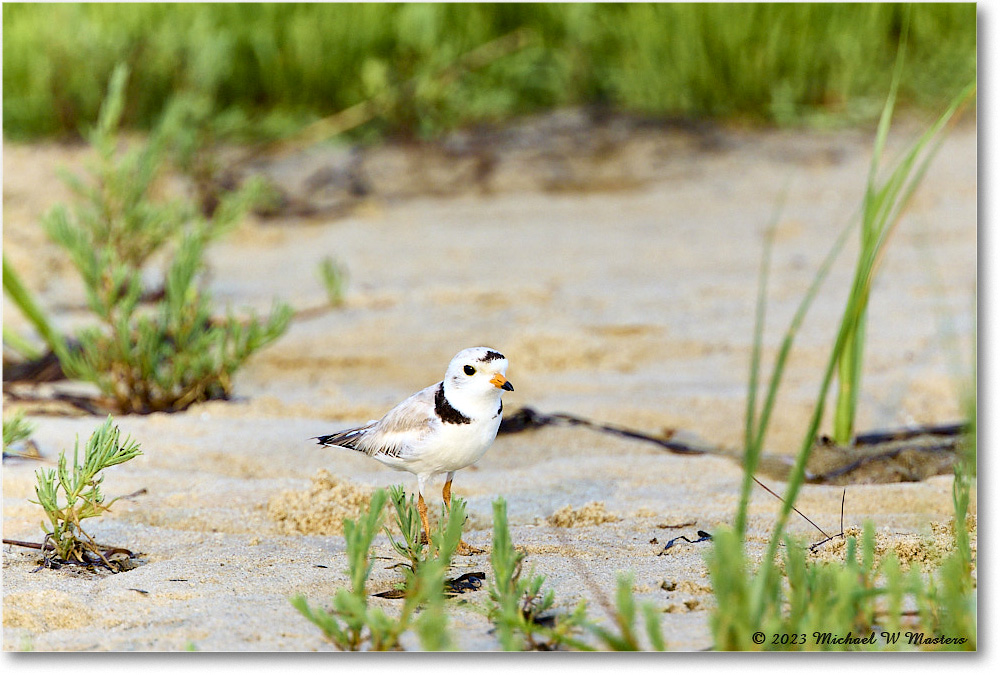 PipingPlover_Assateague_2023Jun_R5B11568 copy