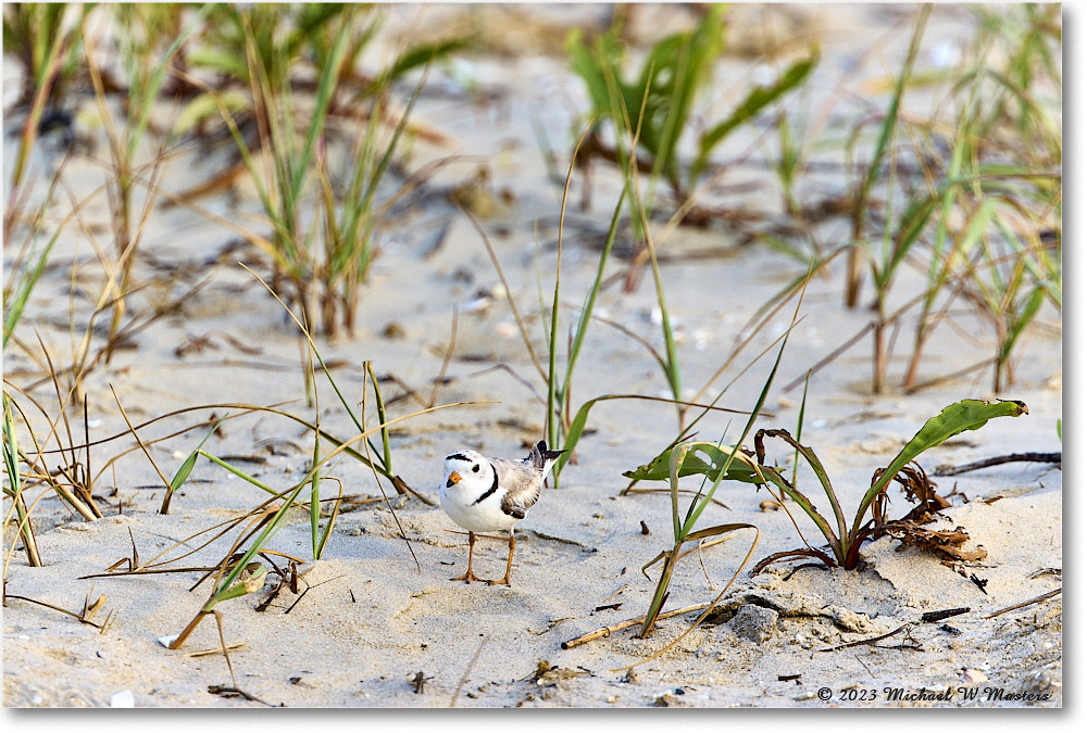 PipingPlover_Assateague_2023Jun_R5B11584 copy