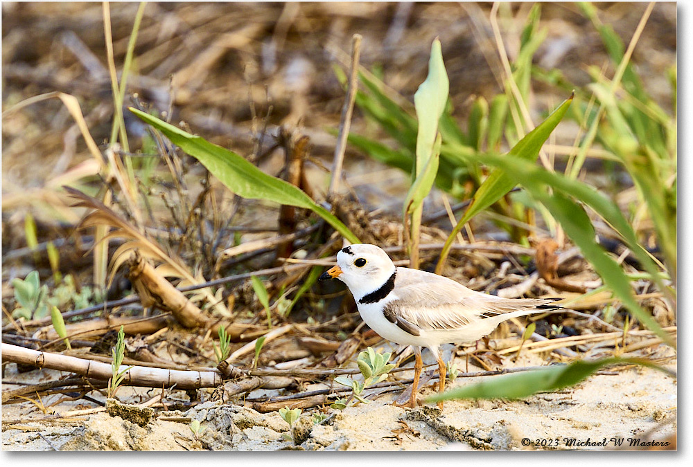 PipingPlover_Assateague_2023Jun_R5B11600 copy