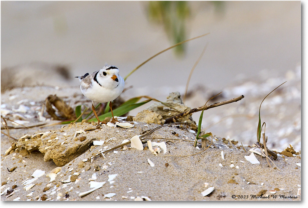 PipingPlover_Assateague_2023Jun_R5B11625 copy