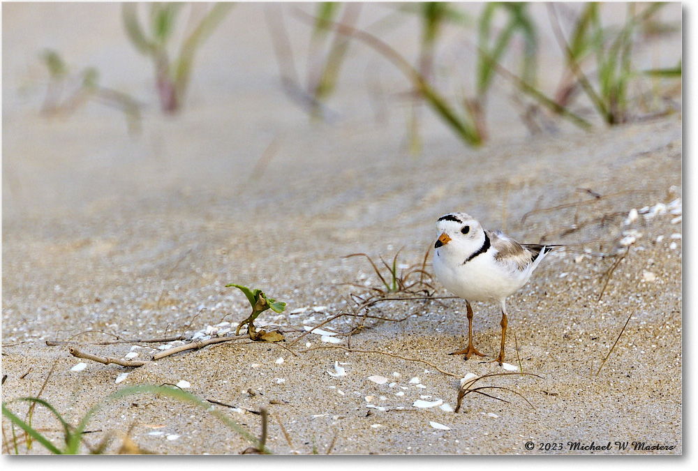 PipingPlover_Assateague_2023Jun_R5B11652 copy