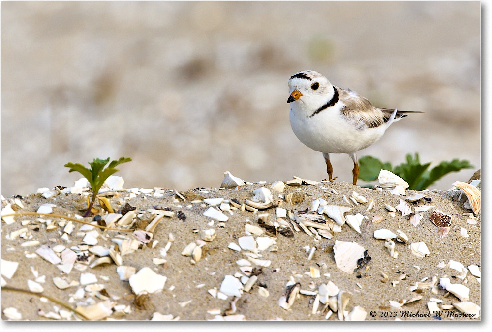 PipingPlover_Assateague_2023Jun_R5B11688 copy