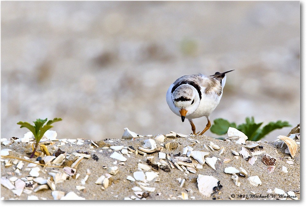 PipingPlover_Assateague_2023Jun_R5B11690 copy