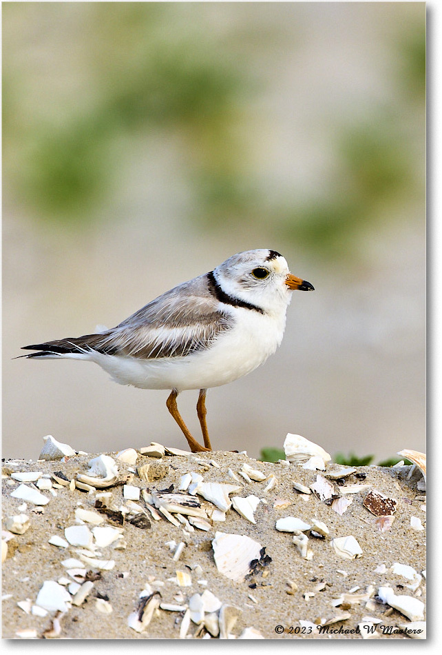 PipingPlover_Assateague_2023Jun_R5B11704 copy