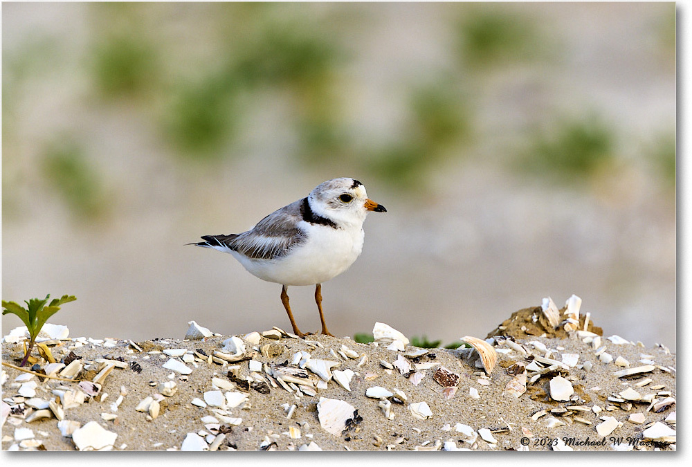 PipingPlover_Assateague_2023Jun_R5B11712 copy