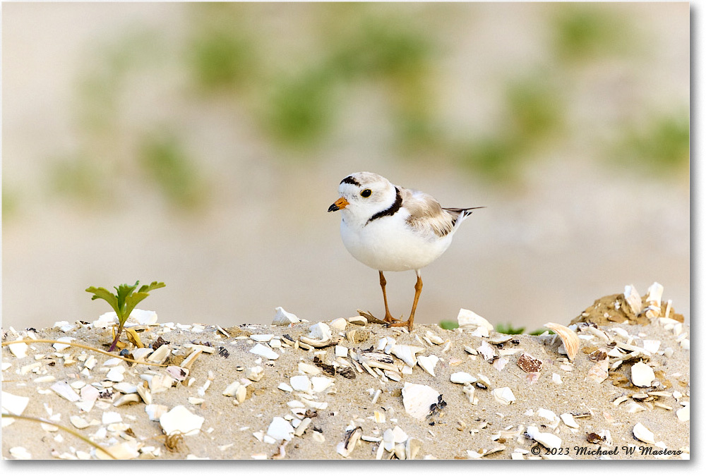 PipingPlover_Assateague_2023Jun_R5B11715 copy