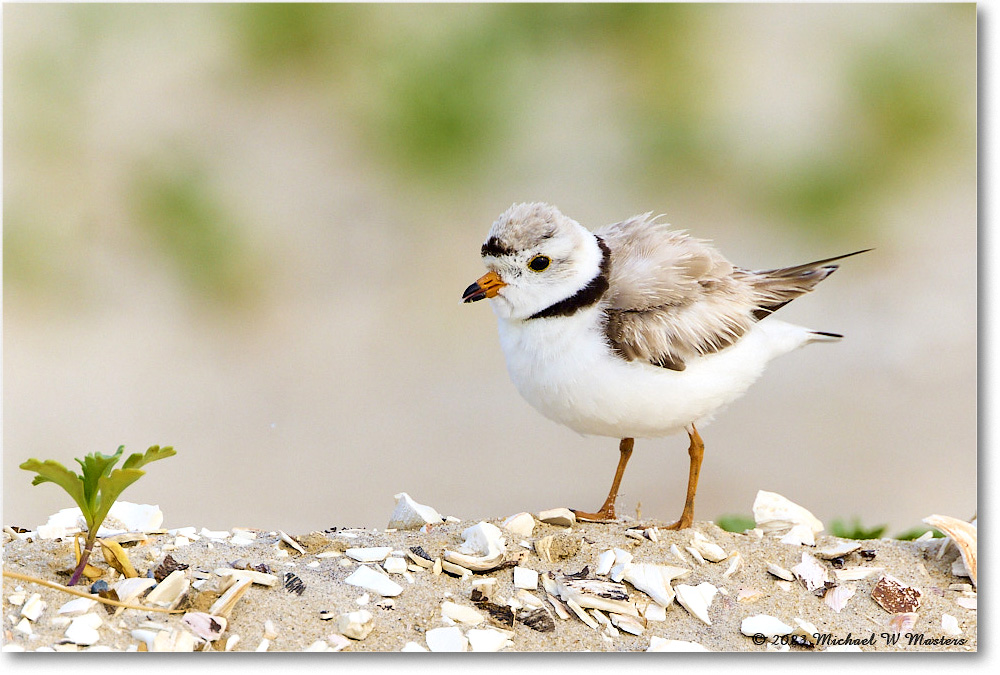 PipingPlover_Assateague_2023Jun_R5B11724 copy