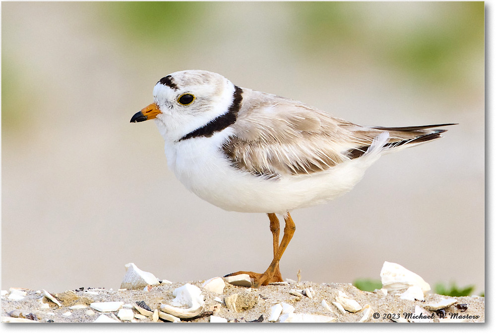 PipingPlover_Assateague_2023Jun_R5B11730 copy