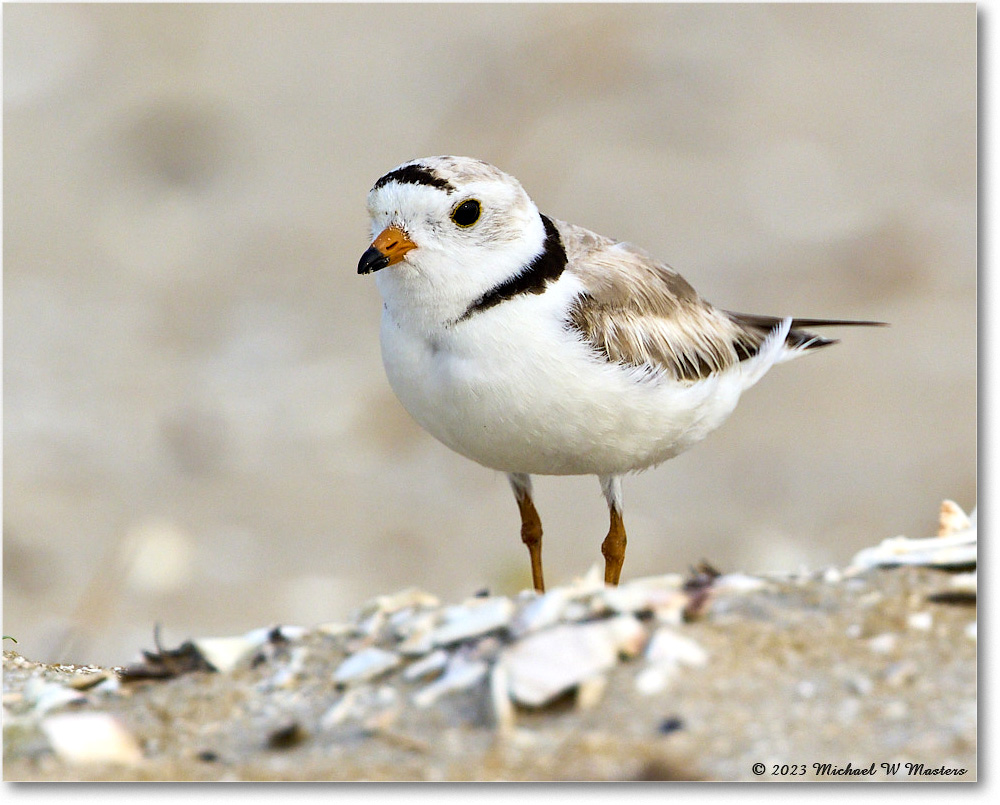 PipingPlover_Assateague_2023Jun_R5B11733 copy