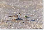 PipingPlover_Assateague_2023Jun_R5B10812 copy