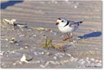 PipingPlover_Assateague_2023Jun_R5B10828 copy