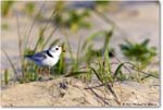 PipingPlover_Assateague_2023Jun_R5B10950 copy