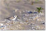 PipingPlover_Assateague_2023Jun_R5B10968 copy