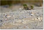 PipingPlover_Assateague_2023Jun_R5B10981 copy