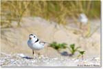 PipingPlover_Assateague_2023Jun_R5B11039 copy