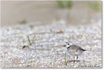 PipingPlover_Assateague_2023Jun_R5B11104 copy