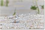 PipingPlover_Assateague_2023Jun_R5B11129 copy