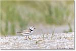 PipingPlover_Assateague_2023Jun_R5B11157 copy