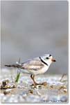 PipingPlover_Assateague_2023Jun_R5B11539 copy