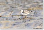 PipingPlover_Assateague_2023Jun_R5B11548 copy