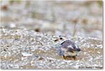 PipingPlover_Assateague_2023Jun_R5B11575 copy