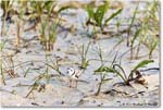 PipingPlover_Assateague_2023Jun_R5B11584 copy