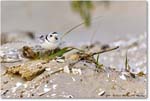 PipingPlover_Assateague_2023Jun_R5B11625 copy