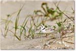 PipingPlover_Assateague_2023Jun_R5B11640 copy