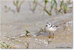 PipingPlover_Assateague_2023Jun_R5B11652 copy