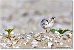 PipingPlover_Assateague_2023Jun_R5B11690 copy