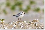 PipingPlover_Assateague_2023Jun_R5B11712 copy